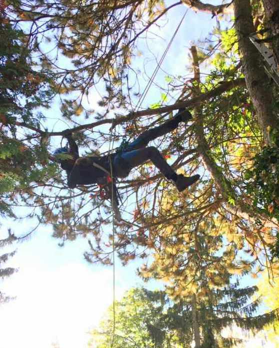 Der Baumriese Mathias Oster hängt in einem Baum und schneidet Totholz ab um den gesunden Baum zu erhalten