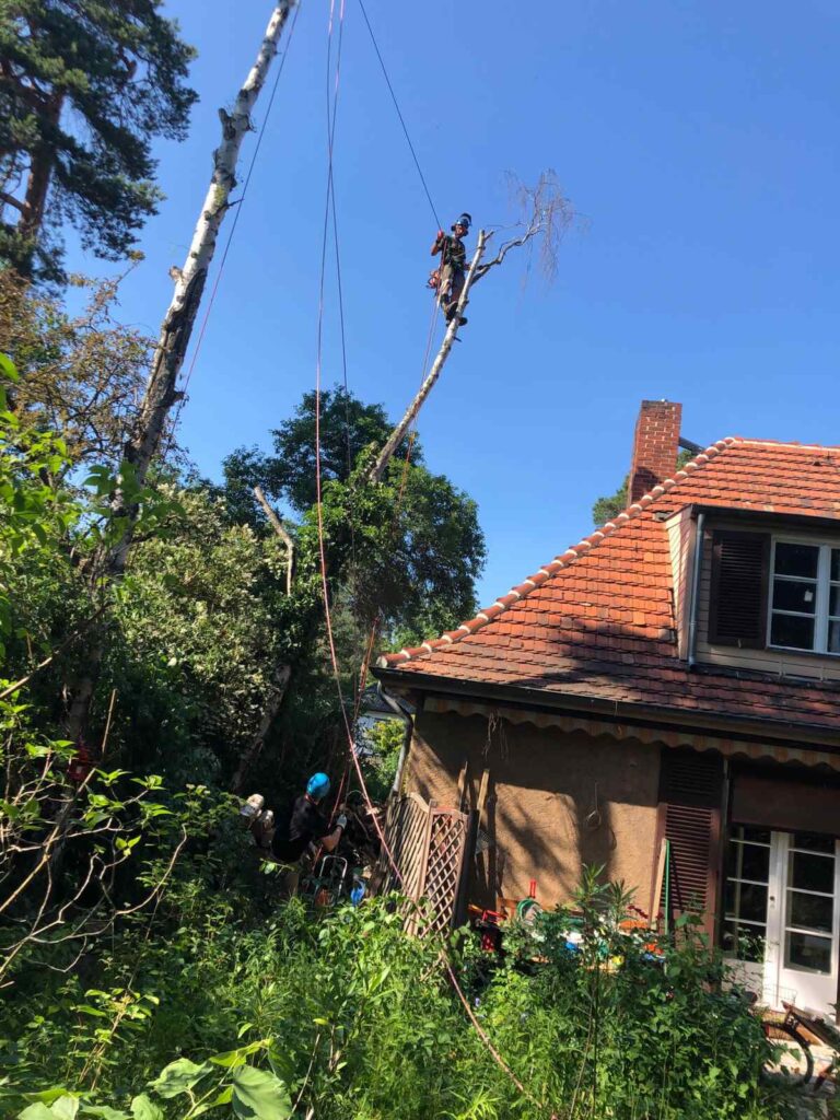 Der Baumriese Mathias Oster steht auf der Baumkrone eines Baumes und fällt den Baum fachgerecht. Der Baum ist über einem Haus und muss vorsichtig zurückgeschnitten werden.