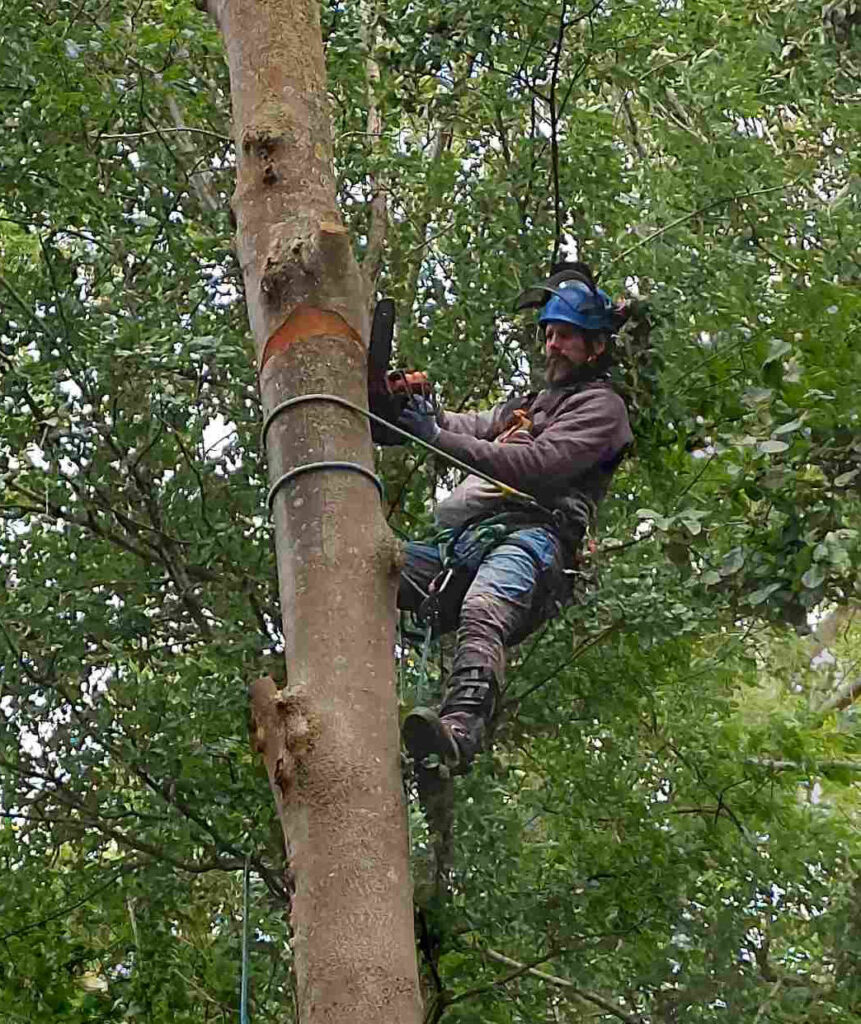 Baumpfleger Mathias hängt im Baum und schneidet kontrolliert mit der Motorsäge den Stamm Stück für Stück herunter