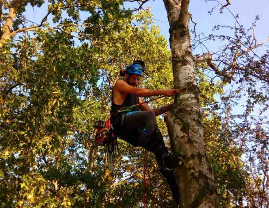 BaumRiese Mathias Oster klettert mit der Seiltechnik einen Baum hoch